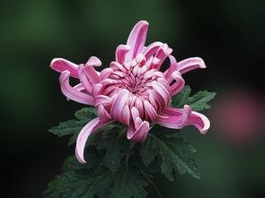 我花开后百花杀,独领风骚的传奇人生